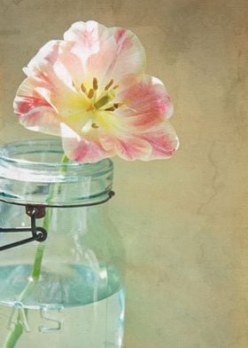 Tea Stained Pink Tulip in Vintage Blue Jar on Beige