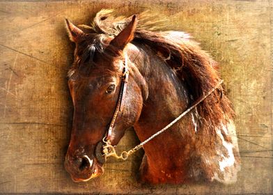 Portrait of a Working Horse