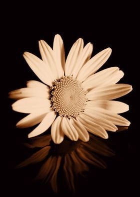 Albumen Daisy