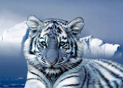 White Tiger and Ice
