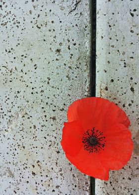 Poppy on concrete background