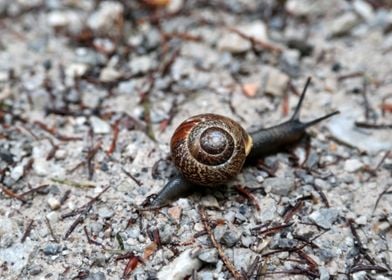 Brown Snail