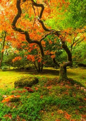 Japanese Maple In Fall