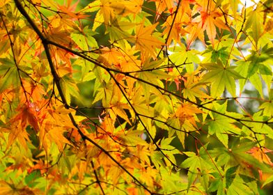 Autumn Maple Melody