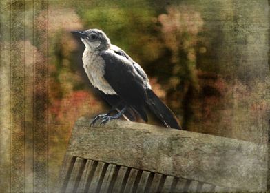 Bird at Rest on Park Bench