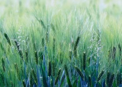 Barley and flowering grass alienated  into a bluish col ... 