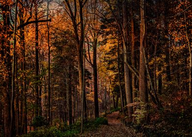 Autumn Woodland Trail