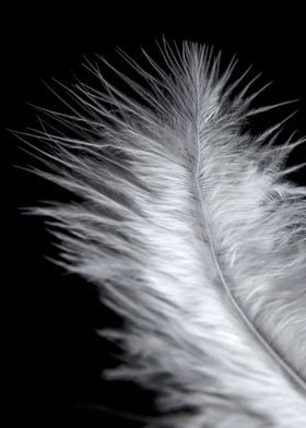 feather white boho feeling love object angel
