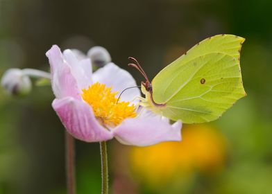 Brimstone butterfly  on a flowering japanese anemone