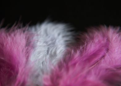 Feathers purple white
