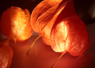 physalis in the light