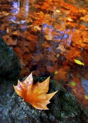 Fallen autumnal leaf