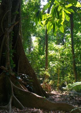 Tropical Far North Queensland