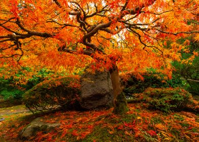 Fiery Japanese Maple Fall 