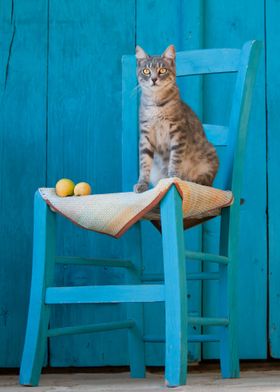 Kitten sitting on a blue chair