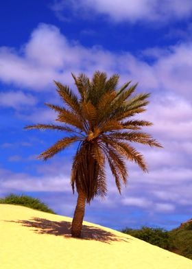 Tropical Island Palm Tree