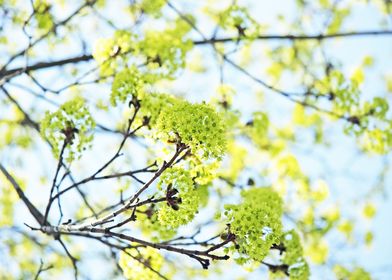 I found these chartreuse green yellow blossoms on a tre ... 