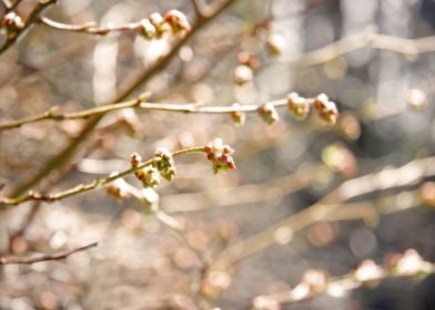 Peach and Coral Spring Buds on Gray The lovely tones of ... 