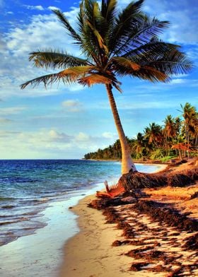 Tropical Island Beach