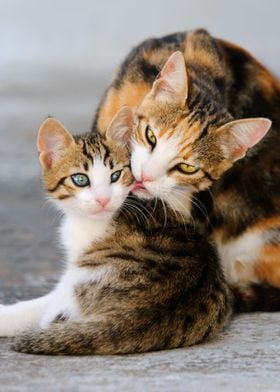 Mother cat fondly grooms her young kitten.