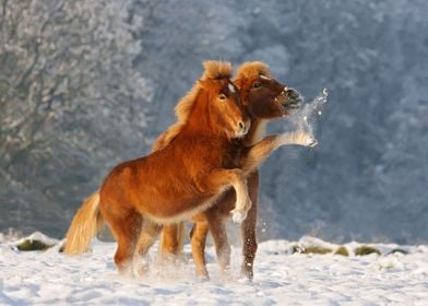 Icelandic horses, foal and mare, playing in snow.