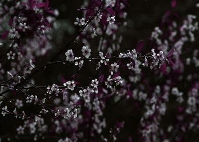 Cherry Blossoms on Dark Plum