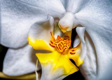 White  Orchidea