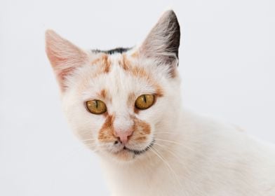 White cat with van pattern and orange eyes