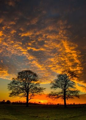 Two trees at sunset