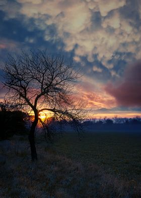 The Sunrise Tree