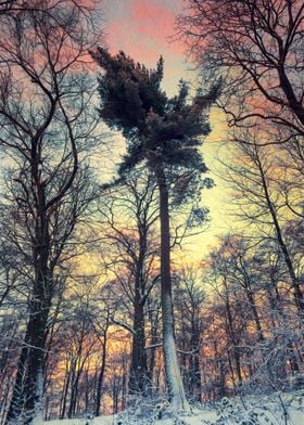 Wintry forest scene at sunset - texturized photograph