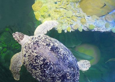 Blue Sea Turtle with Green and Yellow