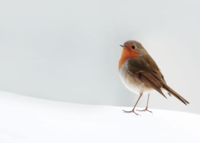 Robin into the snow