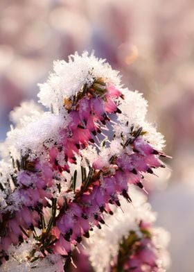 Flowering heather covered with white frost close up of  ... 
