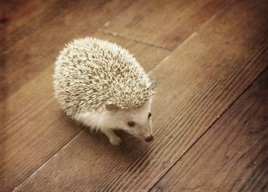 Hedgehog on Brown