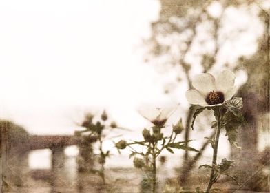 Flowers Among the Ruins