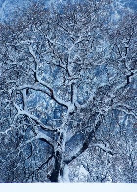 Snowy Oak