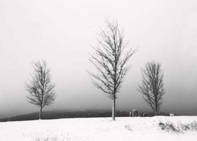 Trees in Cemetery in Winter