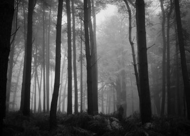 Mist I :: Aspley Wood