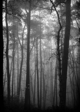 Mist II (Aspley Wood)