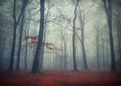 Beech tree forest in fog