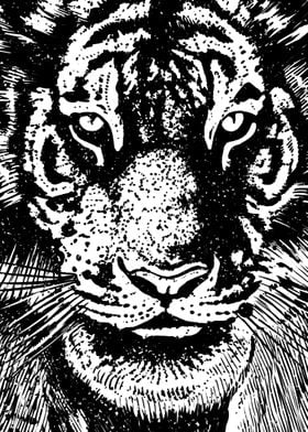 Stare tiger head BlackWhite