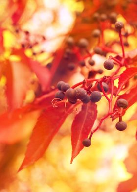 Photography of wild wine at sunset