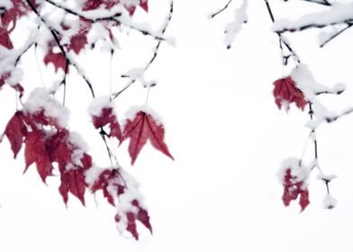 Marsala Leaves in Winter