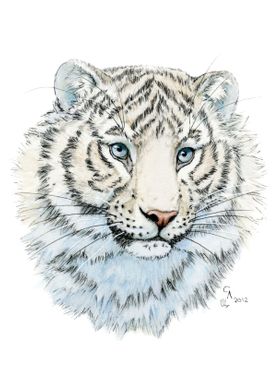 White Tiger cub a2012-002