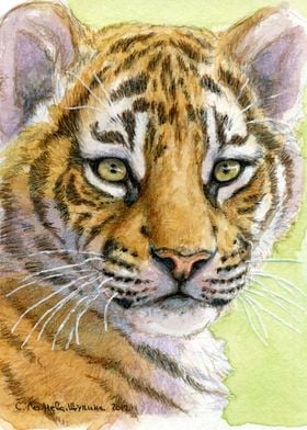 portrait of a Tiger cub 815
