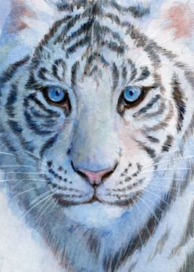 White tiger cub portrait 852