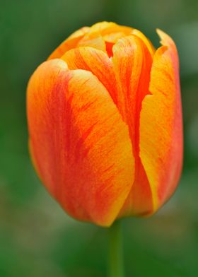 Beautiful orange tulip, green background.