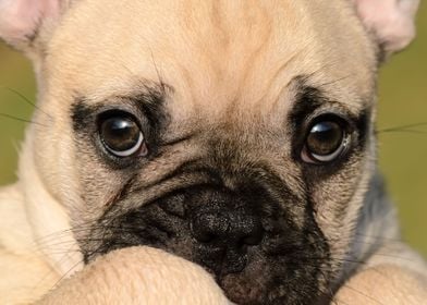 Eyes of a cute French Bulldog puppy, a puppy-eyed fawn  ... 