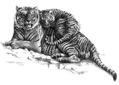 Tiger and cub G2011-023